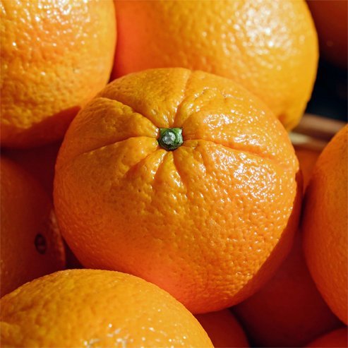 Dwarf Orange Newhall Navel (QLD Only) - Ladybird Nursery