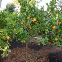 Dwarf Orange Pineapple (QLD Only)