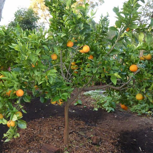 pineapple orange plant Orange 'Pineapple' Fruit Tree – Buy Now! – Ladybird Nursery