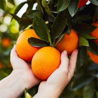 pineapple orange plant Orange 'Pineapple' Fruit Tree – Buy Now! – Ladybird Nursery