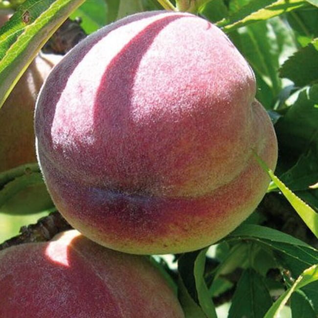 Dwarf Peach Indian - Ladybird Nursery