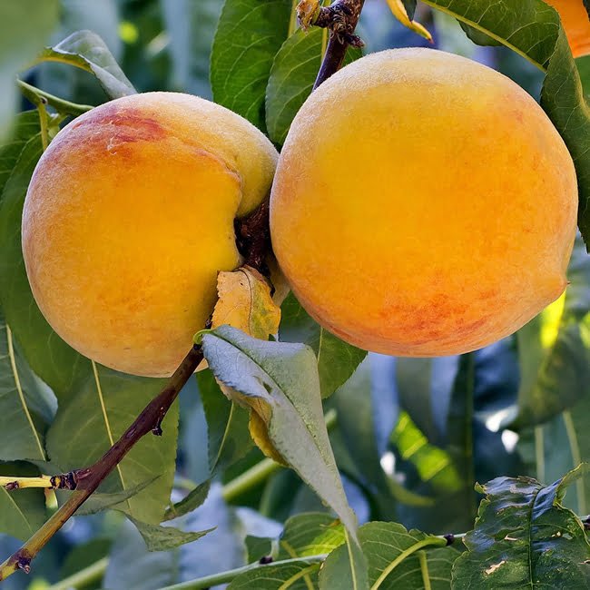 Dwarf Peach Silvan Sunset (Four Seasons Peach) - Ladybird Nursery