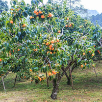 Dwarf Persimmon Fuyugaki non astringent (Non-Astringent)