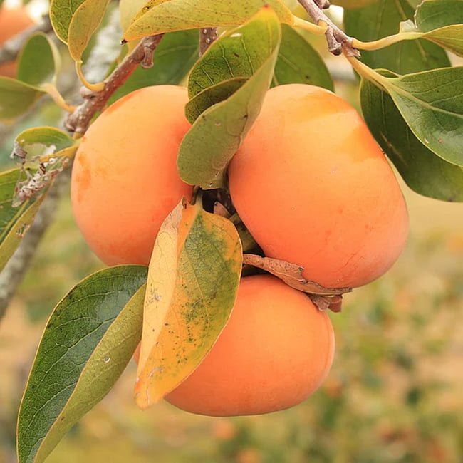 Persimmon 'Fuyugaki' (Non - Astringent) - Ladybird Nursery