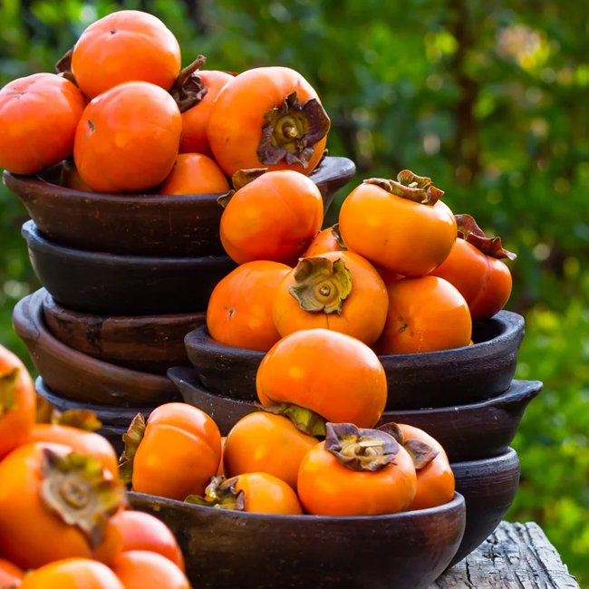 Dwarf Persimmon Fuyugaki non astringent (Non-Astringent)