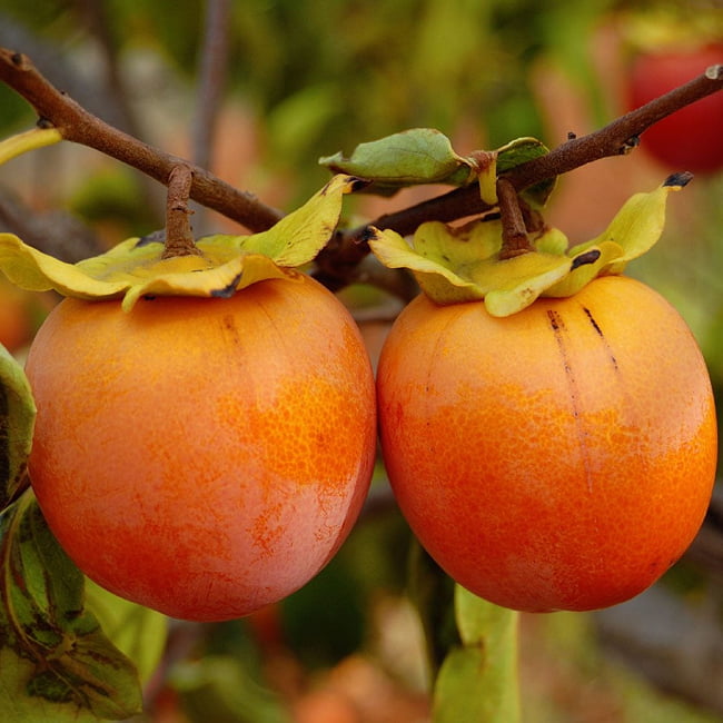 Dwarf Persimmon Fuyugaki non astringent (Non-Astringent)