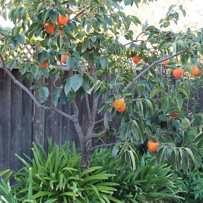 Dwarf Persimmon Wright’s Favourite astringent
