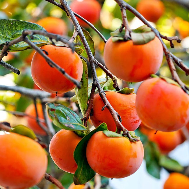 Dwarf Persimmon Wright’s Favourite astringent - Ladybird Nursery