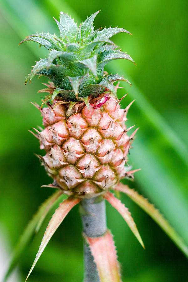 Dwarf Pineapple
