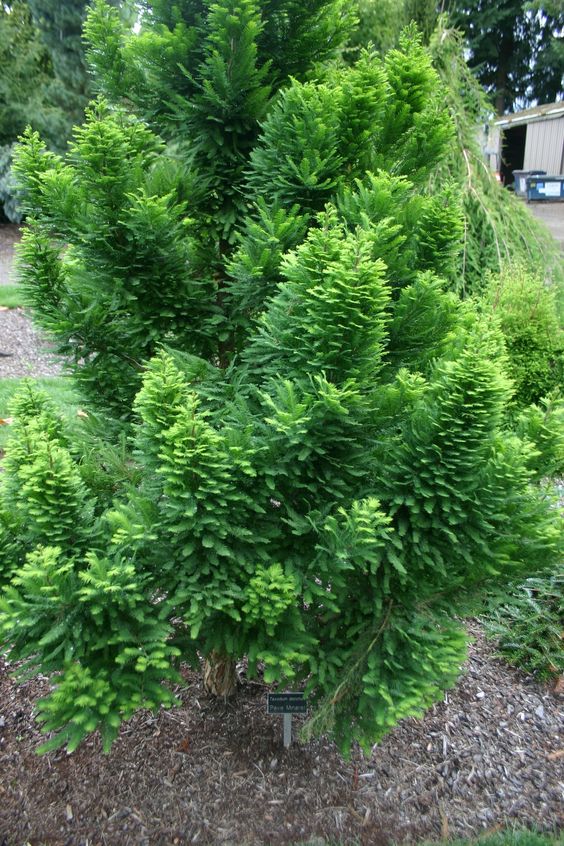 Bald Cypress Osmaston Compact (Taxodium distichum) - Ladybird Nursery