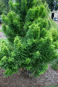 Bald Cypress Osmaston Compact (Taxodium distichum)