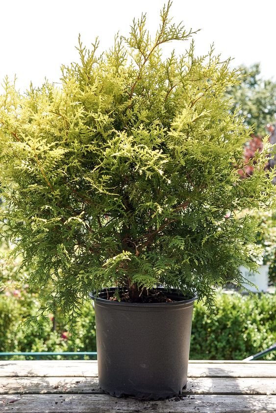 Bald Cypress Osmaston Compact (Taxodium distichum) - Ladybird Nursery