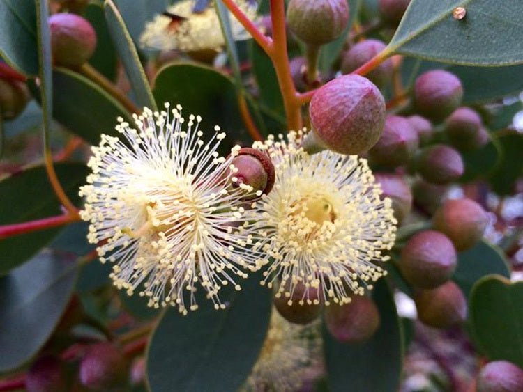 Dwarf Heart Leaf Eucalyptus (Eucalyptus websteriana) - Ladybird Nursery