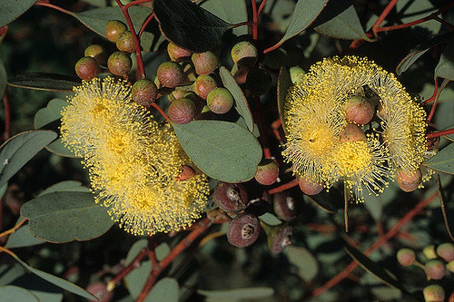 Dwarf Heart Leaf Eucalyptus (Eucalyptus websteriana) - Ladybird Nursery