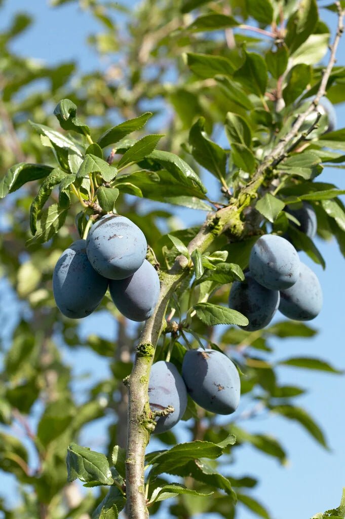 Dwarf Plum 'President' - Ladybird Nursery