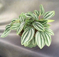 Peperomia Dwarf Watermelon (Peperomia verschaffeltii)