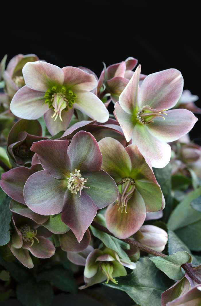 Hellebore Ange lGlow (Helleborus )