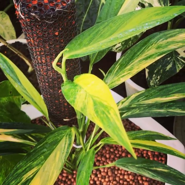Pothos Variegated (Epipremnum amplissimum) - Ladybird Nursery