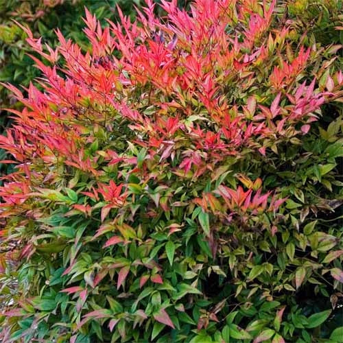 Heavenly Bamboo Gulf Stream (Nandina domestica)