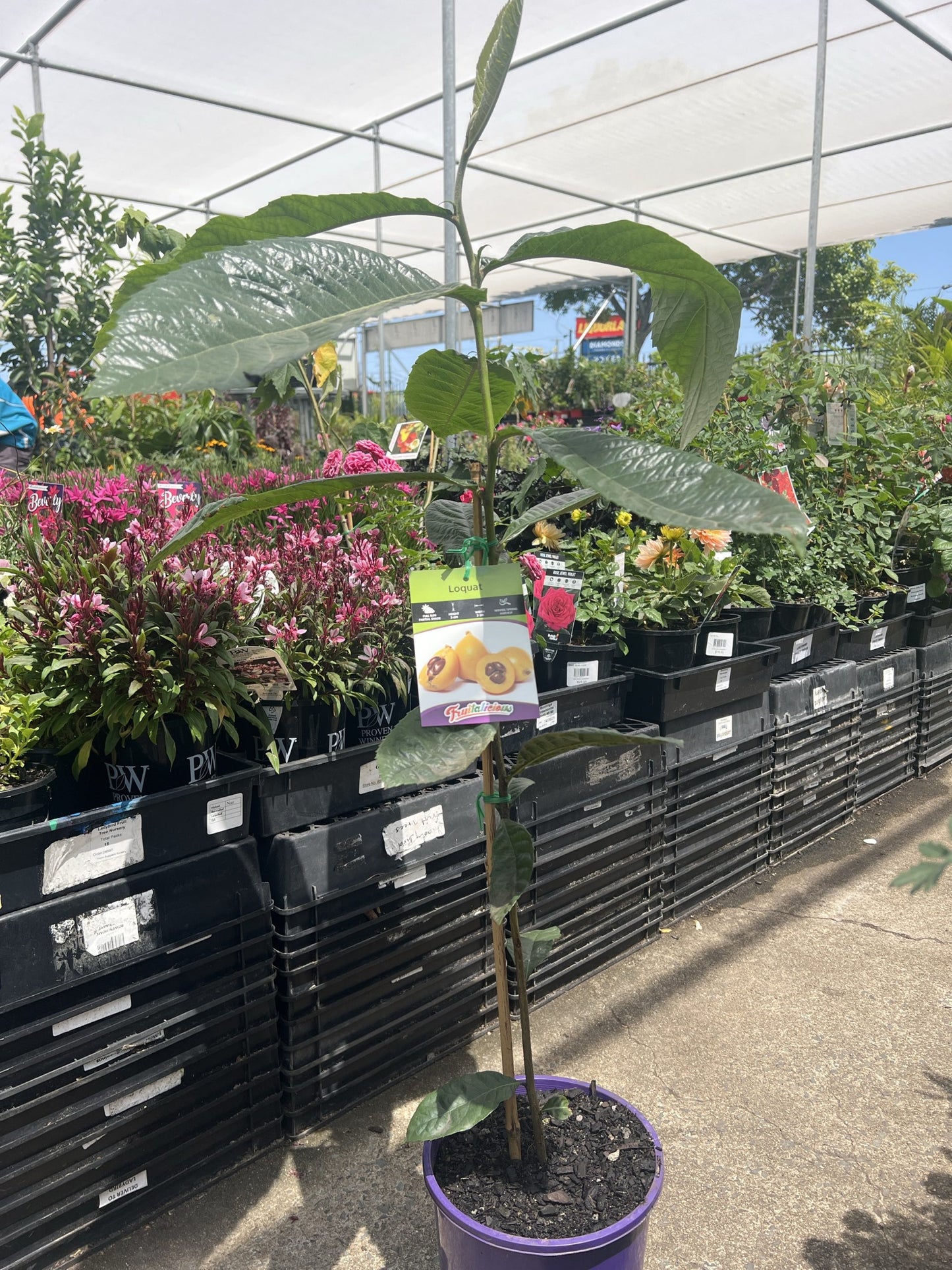 Loquat (Eriobotrya japonica) Seedling