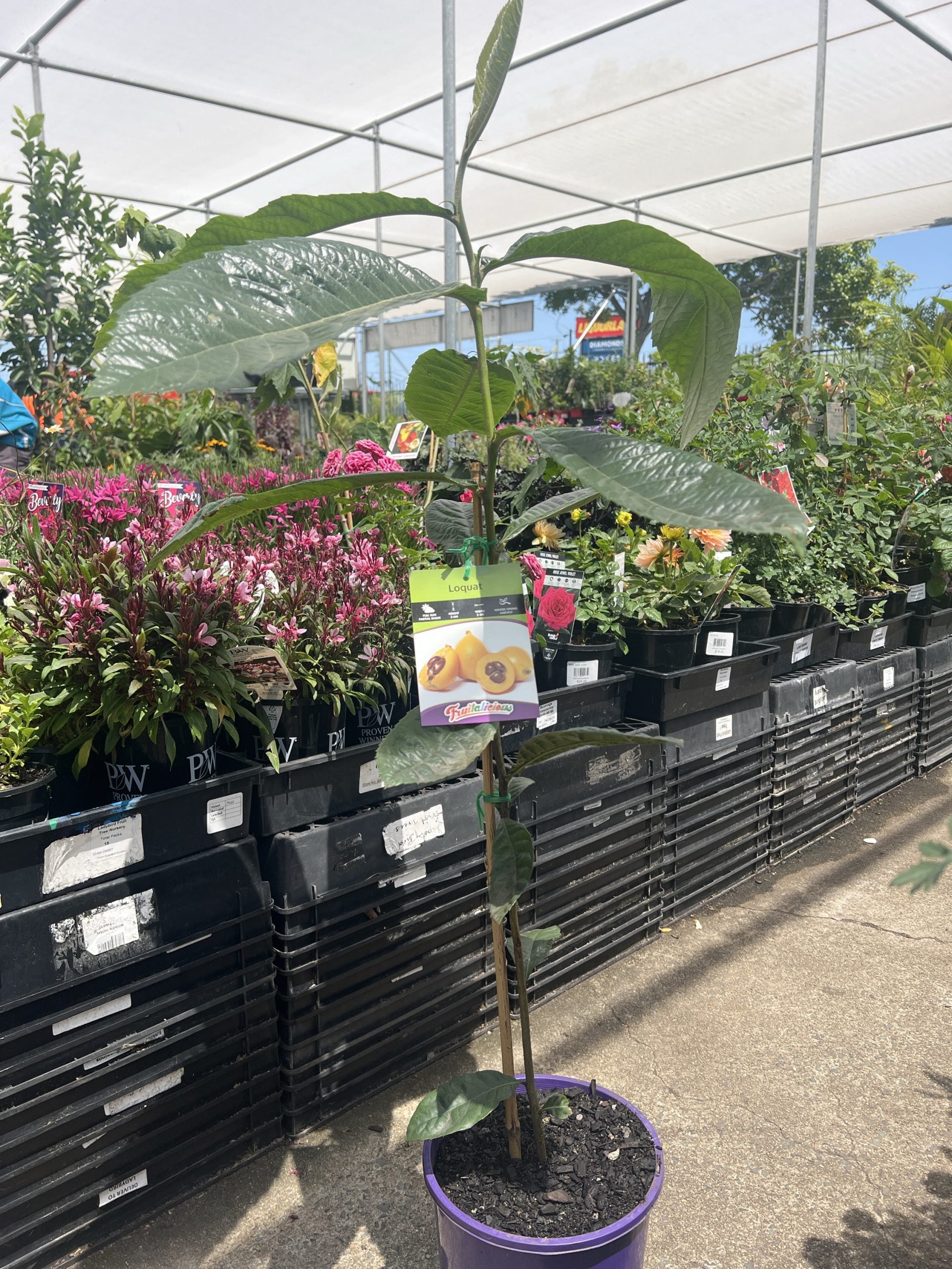 Loquat (Eriobotrya japonica) Seedling