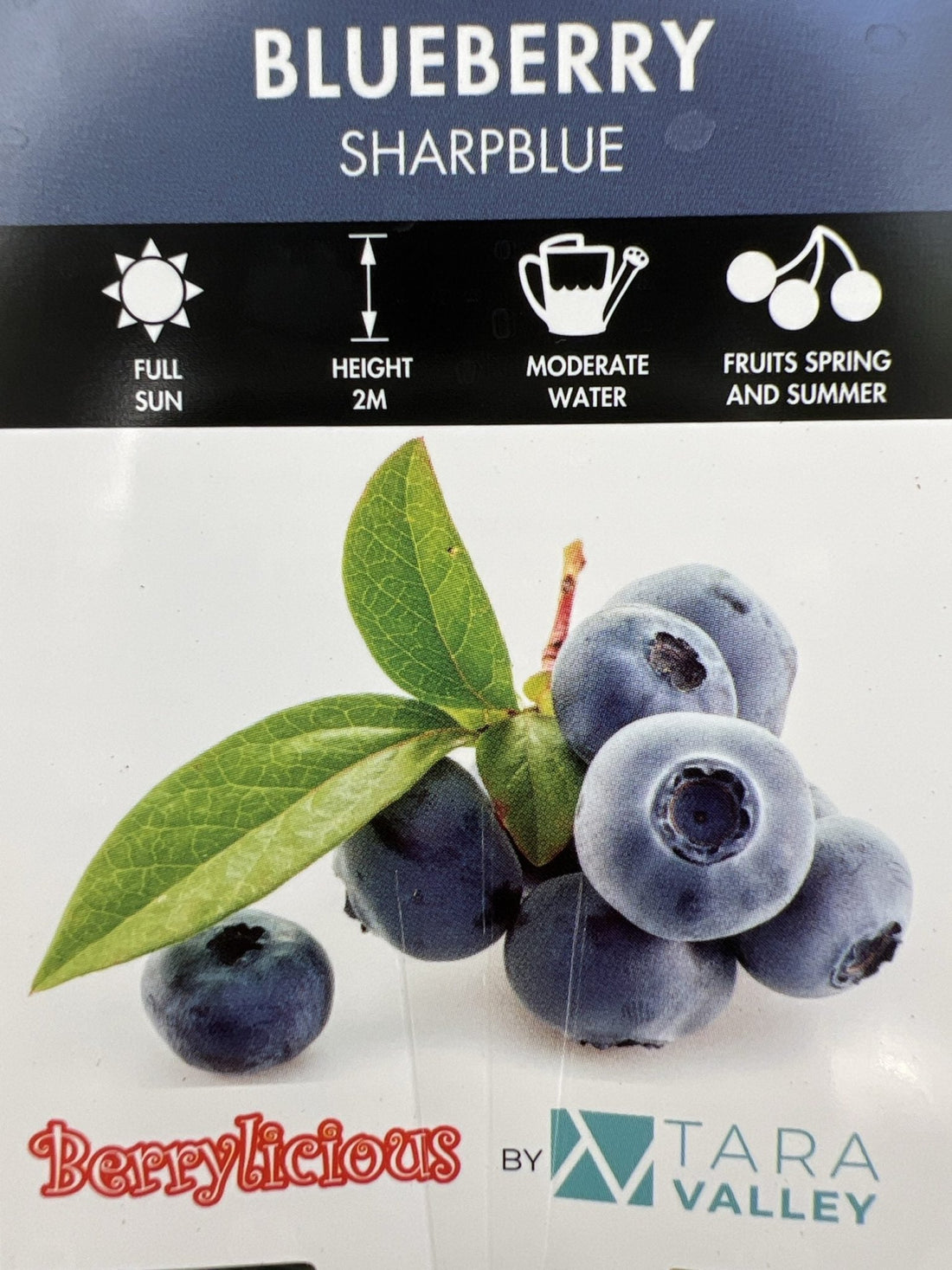 Blueberry 'Sharpe Blue' - Large (Pickup Only) - Ladybird Nursery