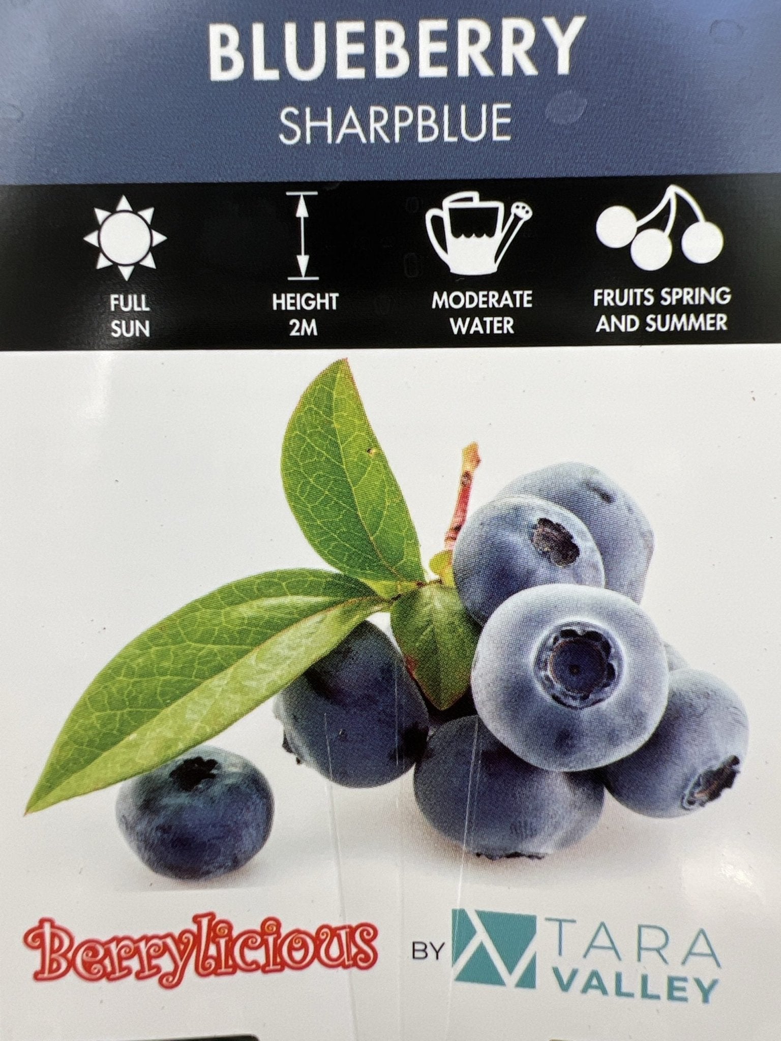 Blueberry 'Sharpe Blue' - Large (Pickup Only) - Ladybird Nursery