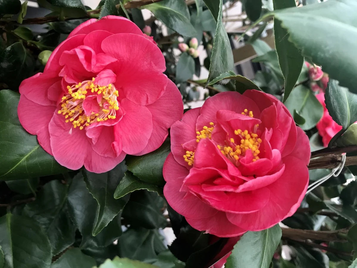 Sasanqua Camellia Julie Anne (Camellia Sasanqua)