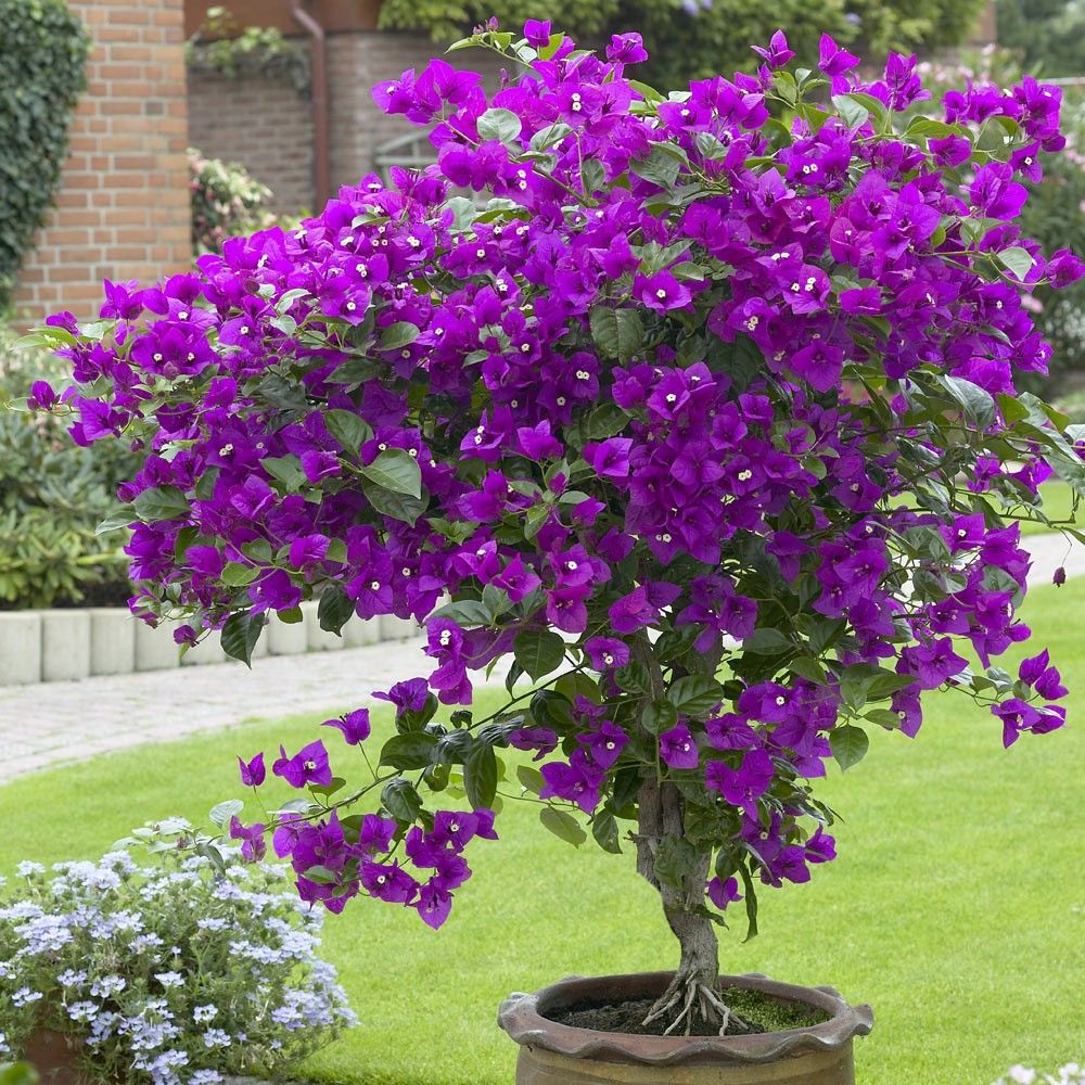 Bougainvillea Vera Deep Purple (Bougainvillea glabra) - Ladybird Nursery