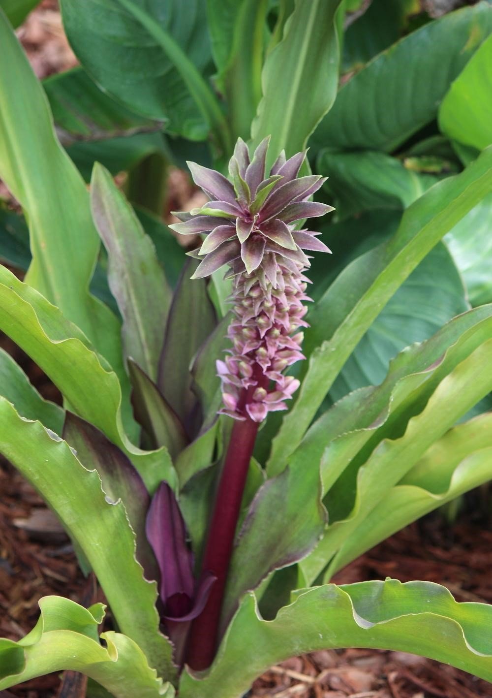Burgundy Blaze Pineapple Lily (Eucomis spp.) - Ladybird Nursery