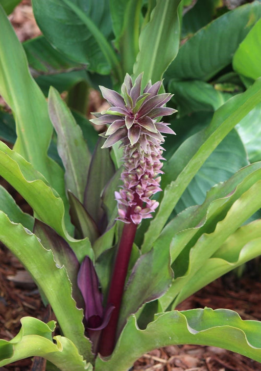 Burgundy Blaze Pineapple Lily (Eucomis spp.)