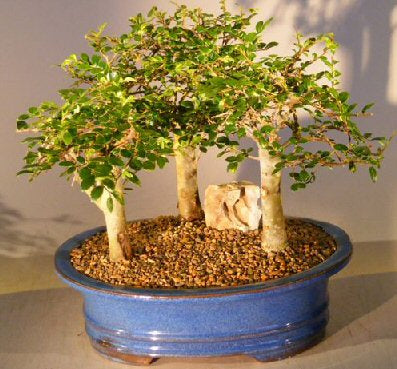 Bonsai Tree in Ceramic Pot (Bonsai Range)