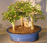 Bonsai Tree in Ceramic Pot (Bonsai Range) - Ladybird Nursery