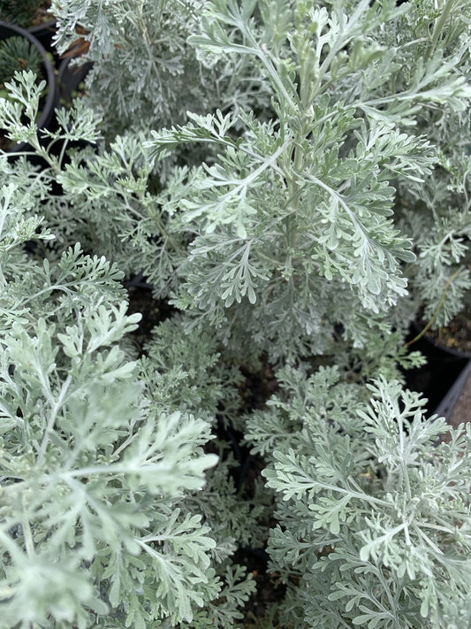 Wormwood (Artemisia absinthium) - Ladybird Nursery