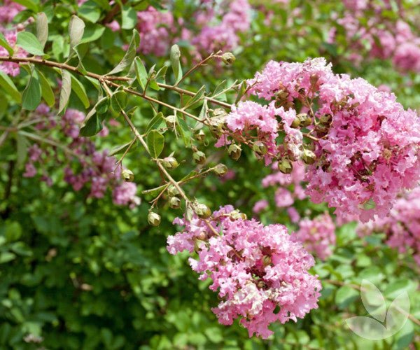 Crepe Myrtle x fauriei Biloxi (Lagerstroemia indica) - Ladybird Nursery