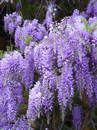 Chinese Wisteria Caroline (Wisteria sinensis)