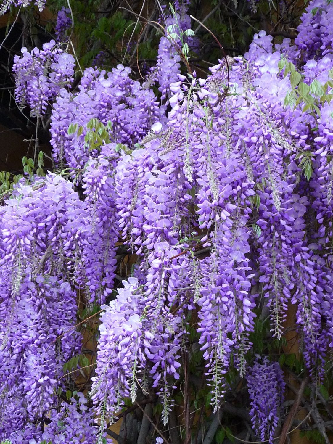 Chinese Wisteria (Wisteria sinensis)