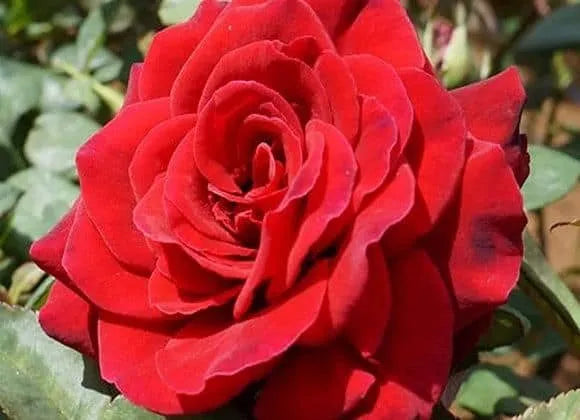 Rose Camp David 2 ft Standards (Rosa)