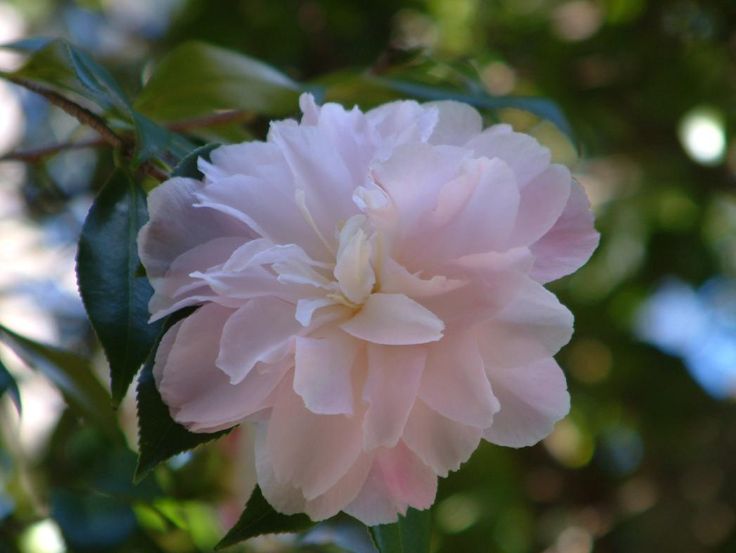 Sasanqua Camellia Star Above Star (Camellia sasanqua)