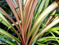 Cordyline Cha Cha™ (Cordyline australis) - Ladybird Nursery