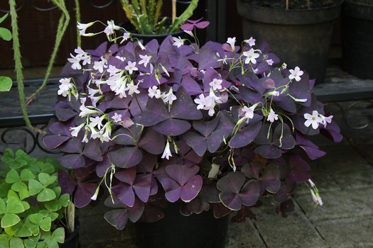 Purple Shamrock Purpurea (Oxalis triangularis) Pickup ONLY - Ladybird Nursery