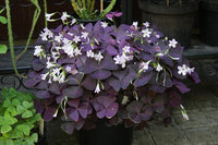 Purple Shamrock Purpurea (Oxalis triangularis) Pickup ONLY