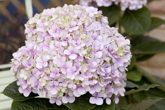 Hydrangea Avantegarde - Ladybird Nursery
