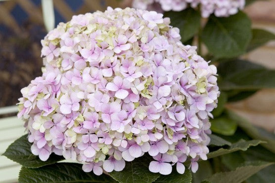 Hydrangea Avantegarde
