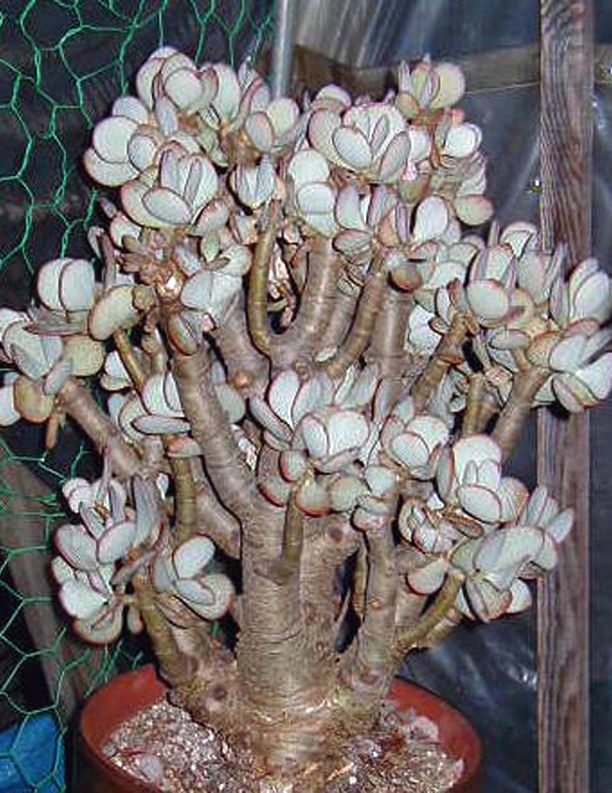 Silver Jade (Crassula argentea)