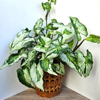 Syngonium Three Kings