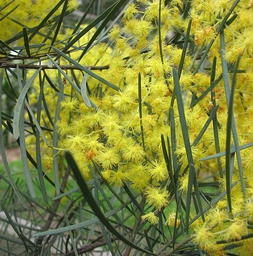 Bower Wattle Micro Matt (Acacia cognata) - Ladybird Nursery