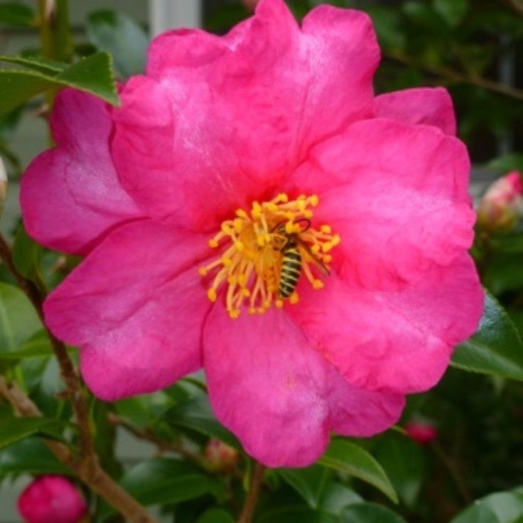 Sasanqua Camellia Bonanza (Camellia sasanqua) - Ladybird Nursery