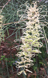 Grevillea 'Ivory Whip'