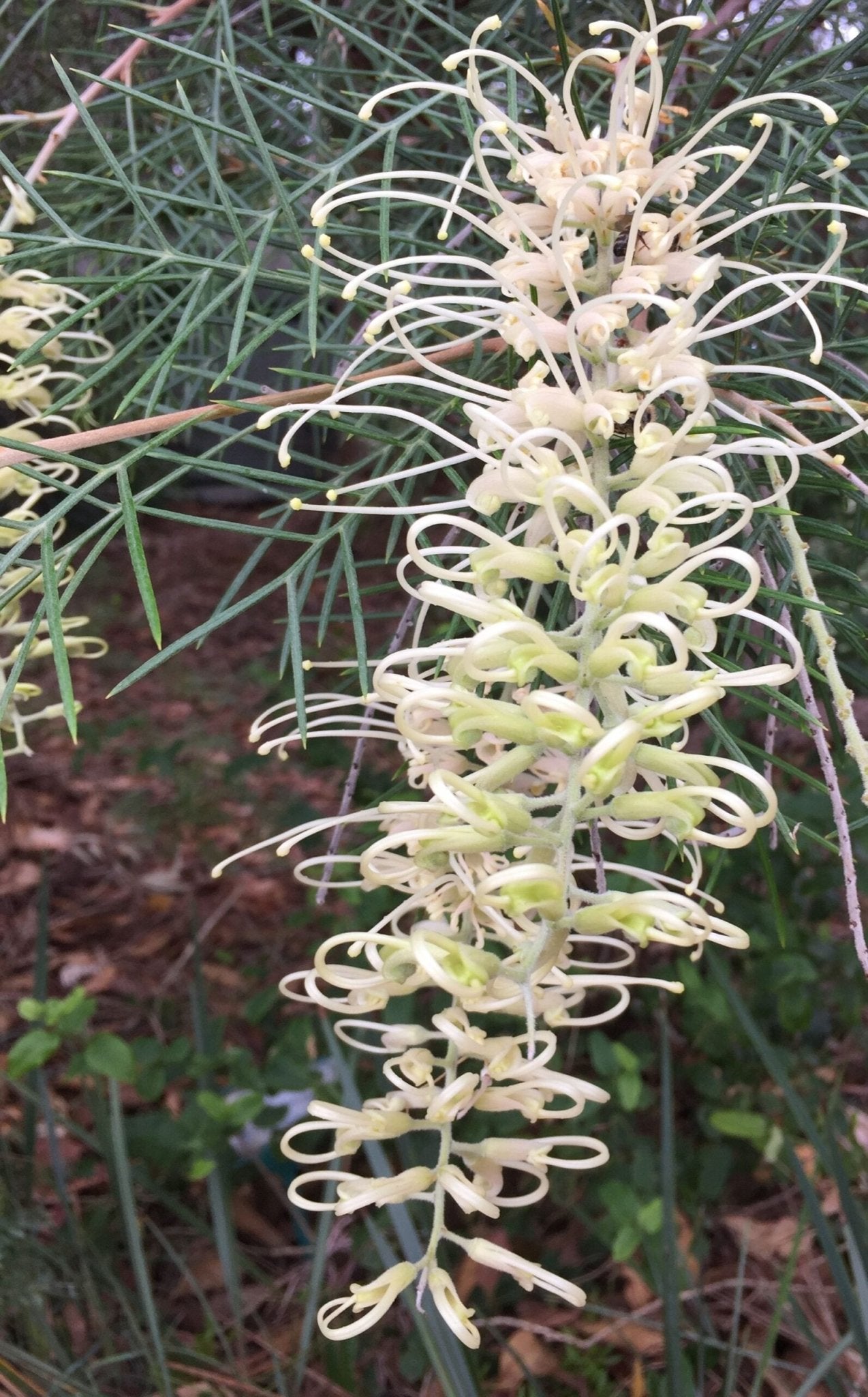 Grevillea 'Ivory Whip' - Ladybird Nursery
